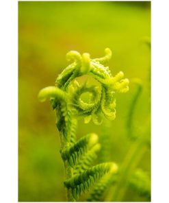 "Nature's Perfection" Nature Photo, Botanical Unframed Wall Art Print, 16"x20"