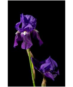 "Iris on Black" Nature Photography, Floral Unframed Wall Art Print, 16"x20"