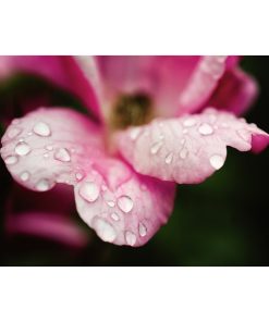 "Raindrops on Wild Rose Color" Nature Photo, Floral Unframed Wall Art Print, 16"