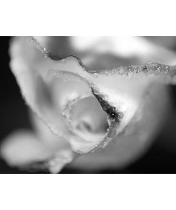 "Infrared Rose" Nature Photography, Floral Unframed Wall Art Print, 16"x20"