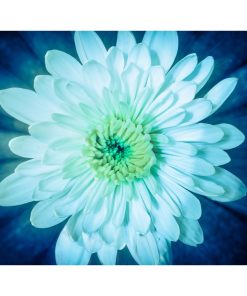 "Brilliant Flower" Nature Photography, Floral Unframed Wall Art Print, 16"x20"