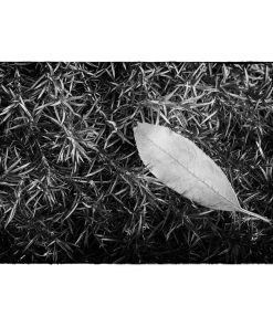 "Leaf in Creeping Phlox" Nature Photo, Botanical Unframed Wall Art Print, 16"x20
