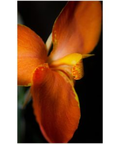 "Orange Canna at Longwood" Nature Photo, Floral Unframed Wall Art Print, 16"x20"