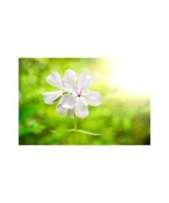 "Beauty of the Forest Floor" Nature Photo Floral Unframed Wall Art Print, 16"x20