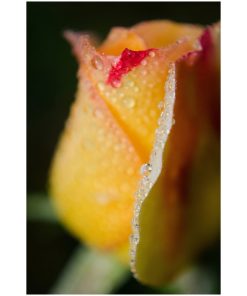 "Dew on Yellow Rose" Nature Photography, Floral Unframed Wall Art Print, 16"x20"