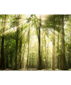 "Sun Rays Through Treetops" Landscape Photo Unframed Wall Art Print, 16"x20"