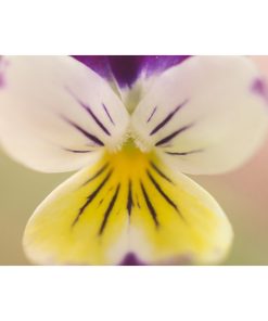 "Oh Violet" Nature Photography, Floral Unframed Wall Art Print, 16"x20"