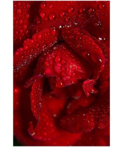 "Royal Red Rose" Nature Photography, Floral Unframed Wall Art Print, 16"x20"