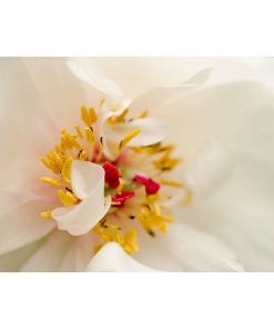"Eye of Peony" Nature Photography, Floral Unframed Wall Art Print, 16"x20"