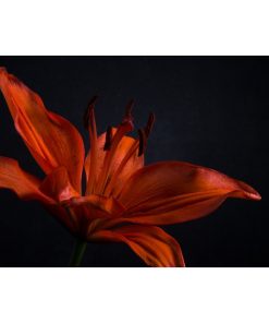 "Orange Lily With Back Light" Nature Photo, Floral Unframed Wall Art Print, 16"x
