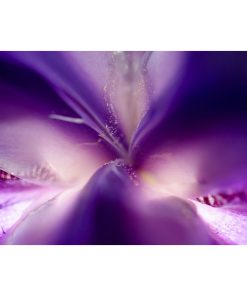 "Iris Center Petals" Nature Photography, Floral Unframed Wall Art Print, 16"x20"
