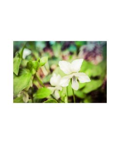 "Tranquil China Violet" Nature Photo, Floral Unframed Wall Art Print, 16"x20"