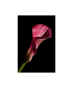 "Pink Calla Lily Flower on Black" Nature Photo Unframed Wall Art Print, 16"x20"
