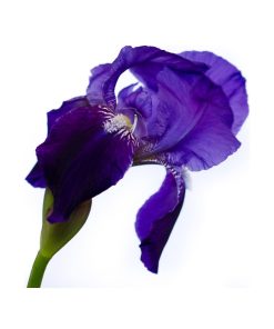 "Iris On White" Nature Photography, Floral Unframed Wall Art Print, 16"x20"