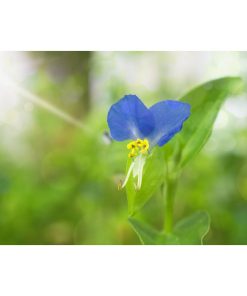 "Asiatic Day Flower" Nature Photography, Floral Unframed Wall Art Print, 16"x20"
