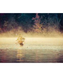 "Golden Mist on Waples Pond" Landscape Photo Unframed Wall Art Print, 16"x20"