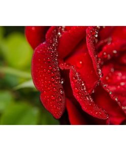 "Bold and Beautiful" Nature Photography, Floral Unframed Wall Art Print, 16"x20"