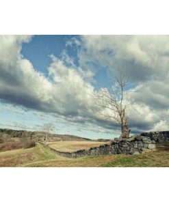 "Dead Tree and Stone Wall" Landscape Photo Unframed Wall Art Print, 16"x20"