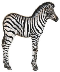 Zebra Wall Decal