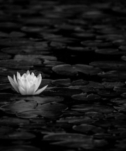 "Floating" 8x10 Photography by Alix Collins
