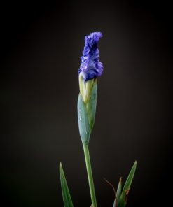 "Iris Bud" 8x10 Photography by Alix Collins