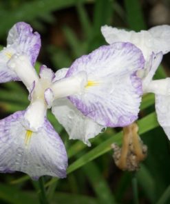 "Iris After the Rain" 8x10 Photography by Alix Collins