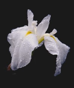 "Iris After the Storm" 8x10 Photography by Alix Collins
