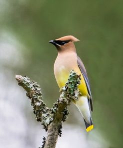 "Cedar Waxwing" 8x10 Photography by Alix Collins