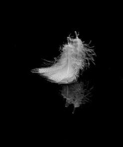 "Floating Feather" 8x10 Photography by Alix Collins