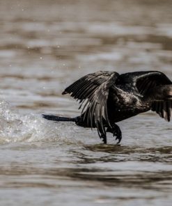 "Cormorant Liftoff" 8x10 Photography by Alix Collins