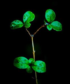 "Vibrant Leaves" 8x10 Photography by Alix Collins