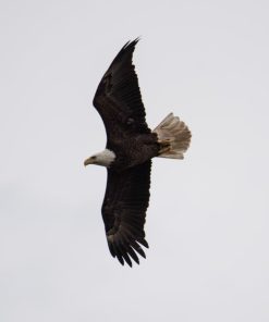 "Eagle Flight" 8x10 Photography by Alix Collins