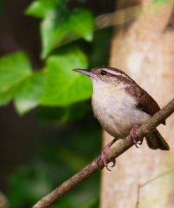 "Little Carolina Wren" 8x10 Photography by Alix Collins