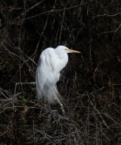 "Great Egret" 8x10 Photography by Alix Collins