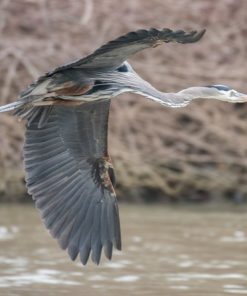 "Heron Flight" 8x10 Photography by Alix Collins