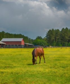 "Arabian Horses" 8x10 Photography by Alix Collins