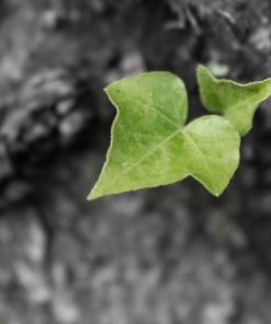 "Ivy" 8x10 Photography by Alix Collins