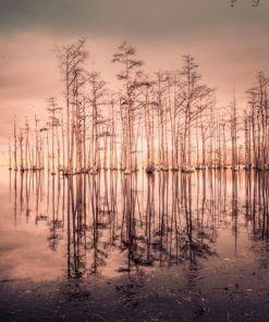 "Cypress Reflections" 8x10 Photography by Alix Collins
