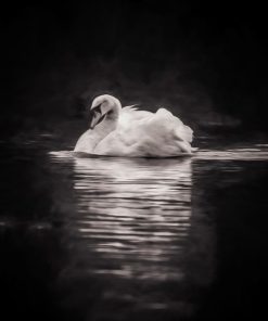 "Swam in Mist" 8x10 Photography by Alix Collins