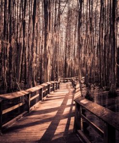 "Peaceful Stroll" 8x10 Photography by Alix Collins