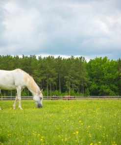 "Arabian Blue Skies" 8x10 Photography by Alix Collins