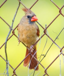 "Peaceful Cardinal" 8x10 Photography by Alix Collins