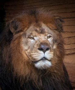 "The King" 8x10 Photography by Alix Collins