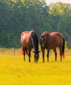"Thoroughbreds" 8x10 Photography by Alix Collins