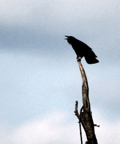 "Call of Night" 8x10 Photography by Alix Collins