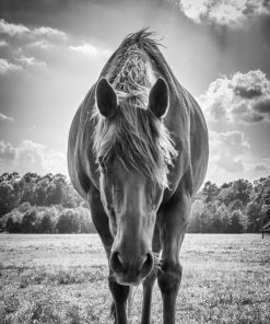 "Looking Tough" 8x10 Photography by Alix Collins