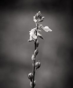 "Little Flower" 8x10 Photography by Alix Collins