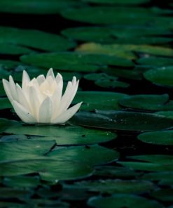"Light Lily" 8x10 Photography by Alix Collins
