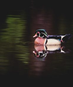 "Gliding on Glass" 8x10 Photography by Alix Collins