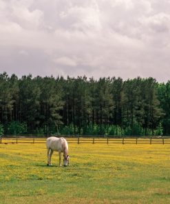 "Arabian White" 8x10 Photography by Alix Collins